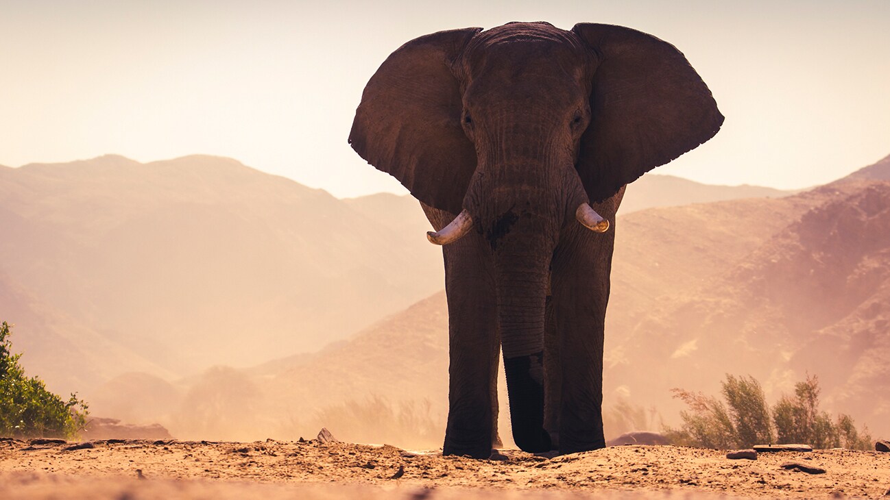 A desert elephant walks through the blistering heat of the Namibian desert. (National Geographic for Disney/Robbie Labanowski)