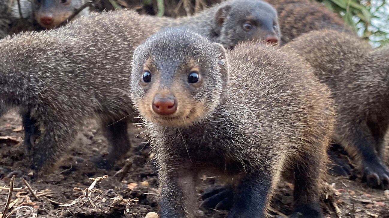 Group of Mongoose in Queen Elizabeth Park. (National Geographic for Disney+/Chris Watts)