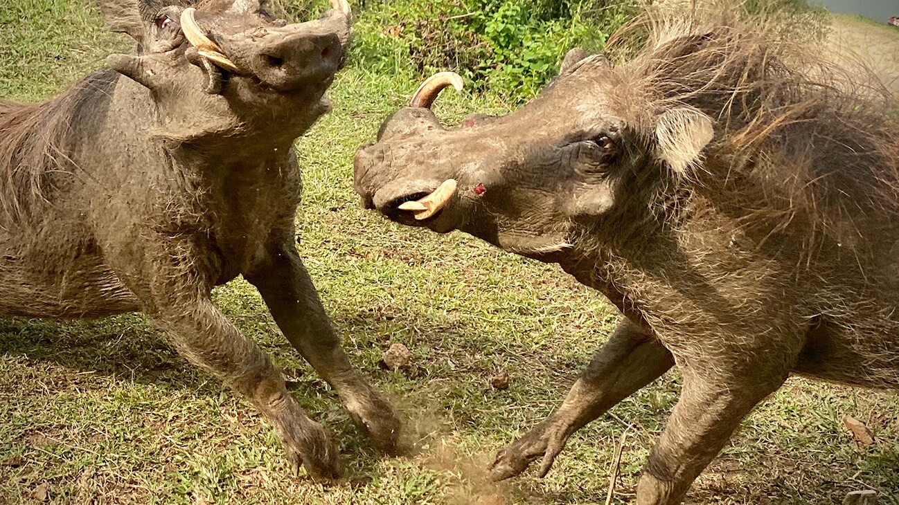 Two Warthogs fight in Queen Elizabeth Park. (National Geographic for Disney+/Chris Watts)