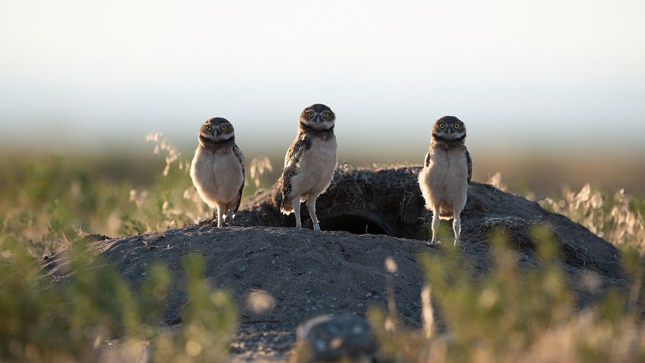 Three Owls stand atop their burrow at Umatilla Chemical Depot. (National Geographic for Disney+/Matt Poole)