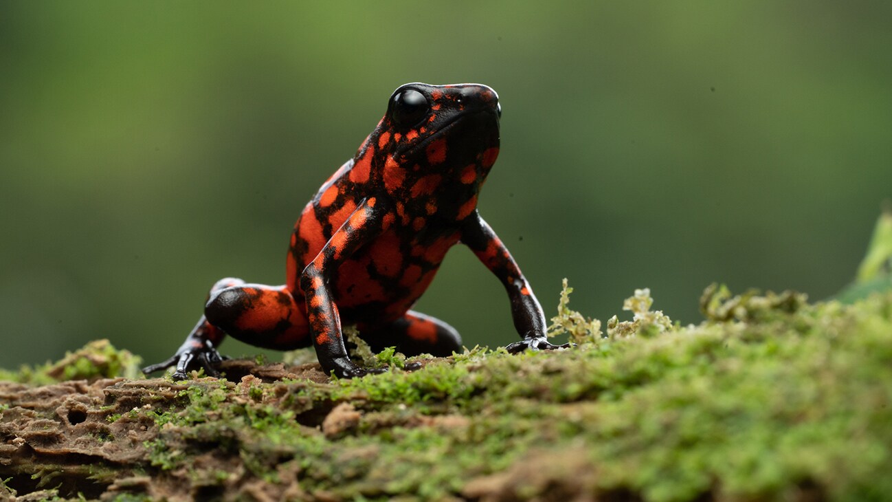 Little devil poison dart frog on a mossy log. (National Geographic for Disney+/Chris Watts)