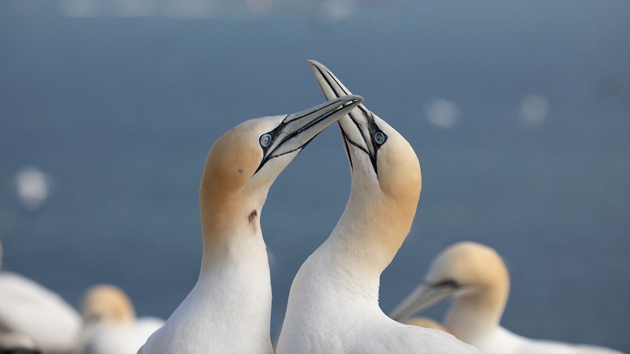 Two northern gannets greet each other with a ritualistic beak rubbing. (photo credit: National Geographic for Disney+/Jonjo Harrington)