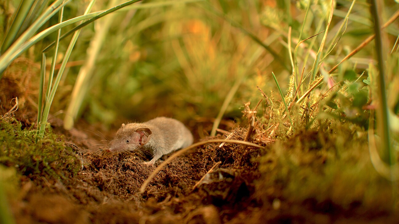Etruscan shrew foraging in the grass. (National Geographic for Disney+/Jonjo Harrington)