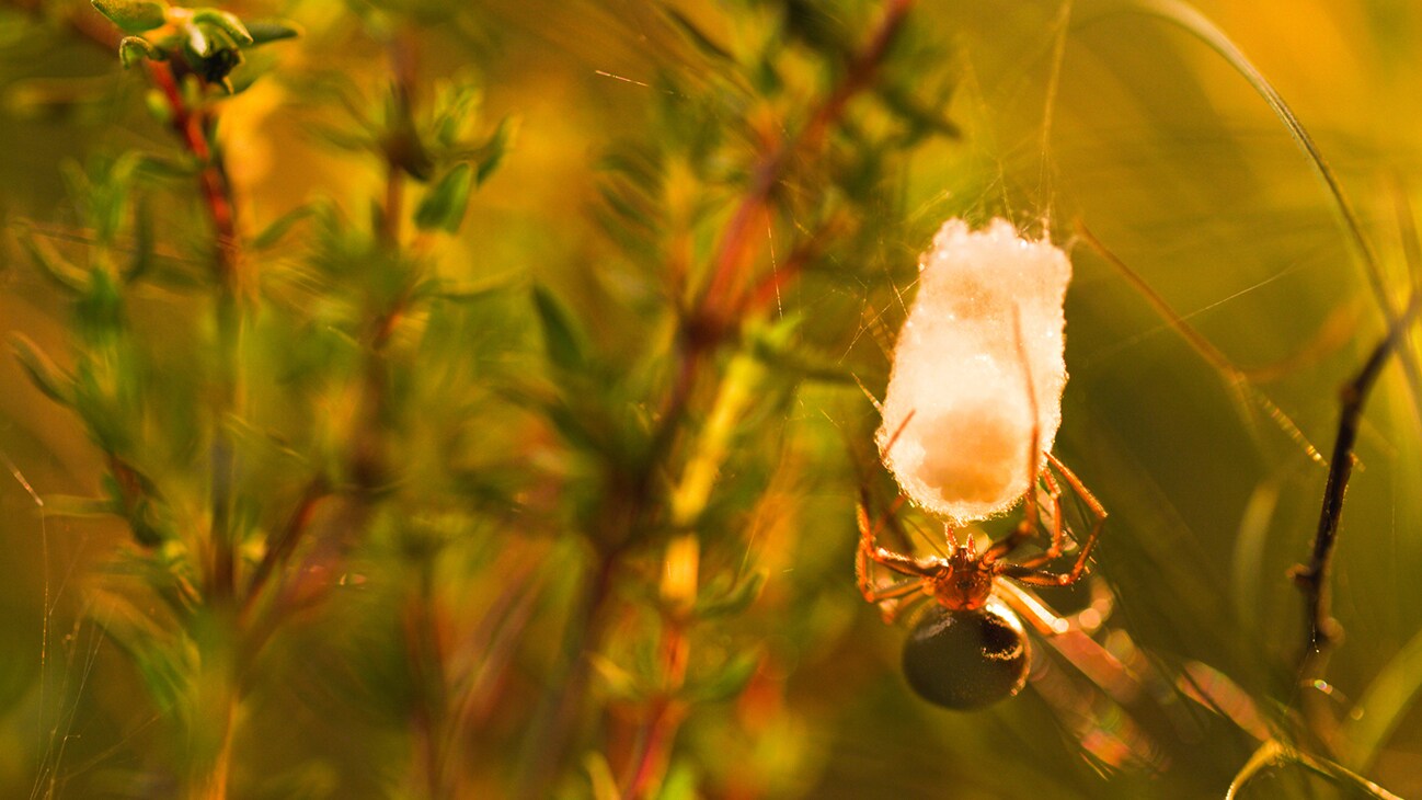 Cupboard spider on a nest with spiderlings. (National Geographic for Disney+/George Woodcock)