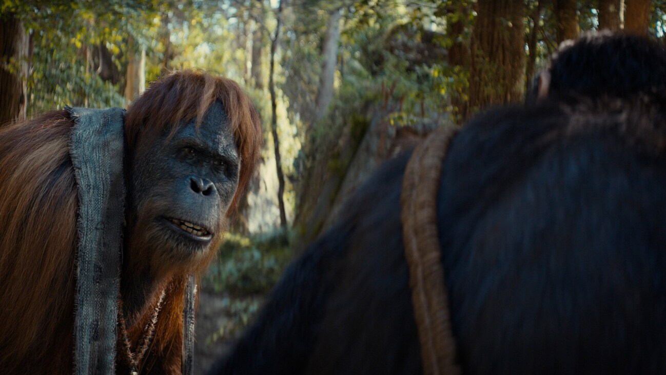 (Left): Raka (played by Peter Macon) in 20th Century Studios' KINGDOM OF THE PLANET OF THE APES. Photo courtesy of 20th Century Studios. © 2024 20th Century Studios. All Rights Reserved.
