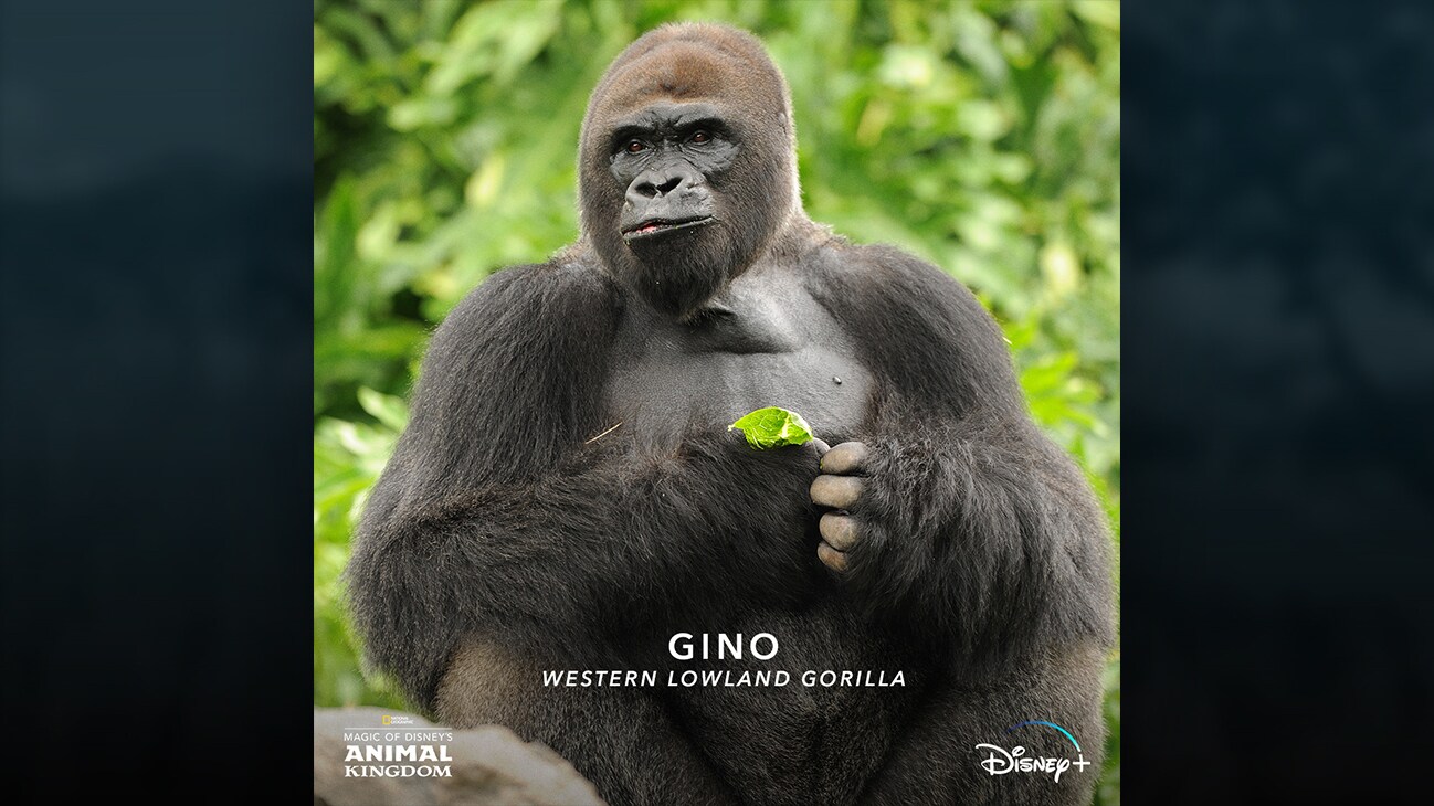 Gino | Western lowland gorilla