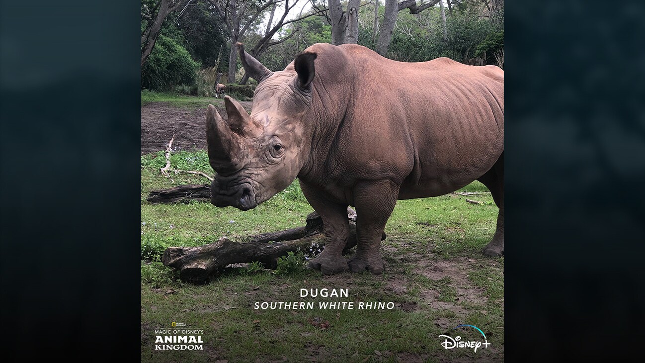Dugan | Southern white rhino