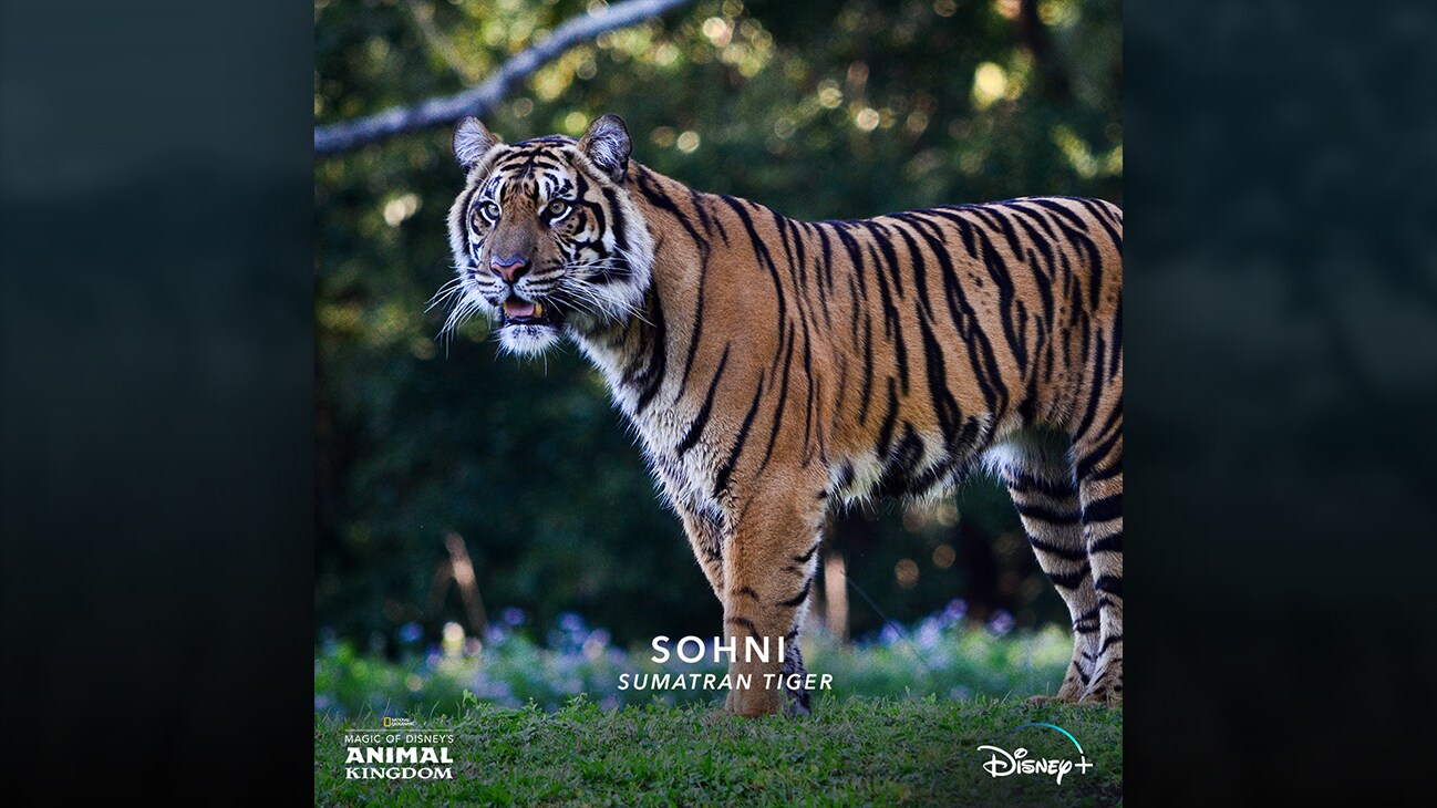 Sohni | Sumatran tiger