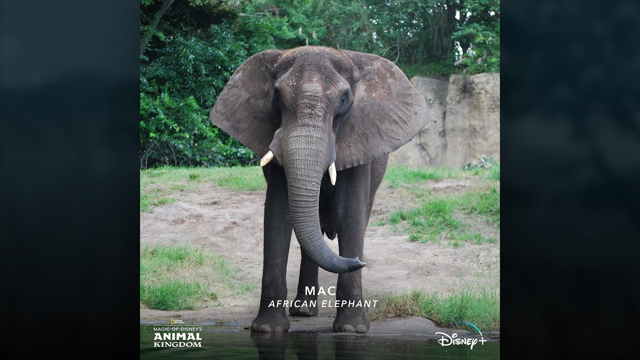 Mac | African elephant
