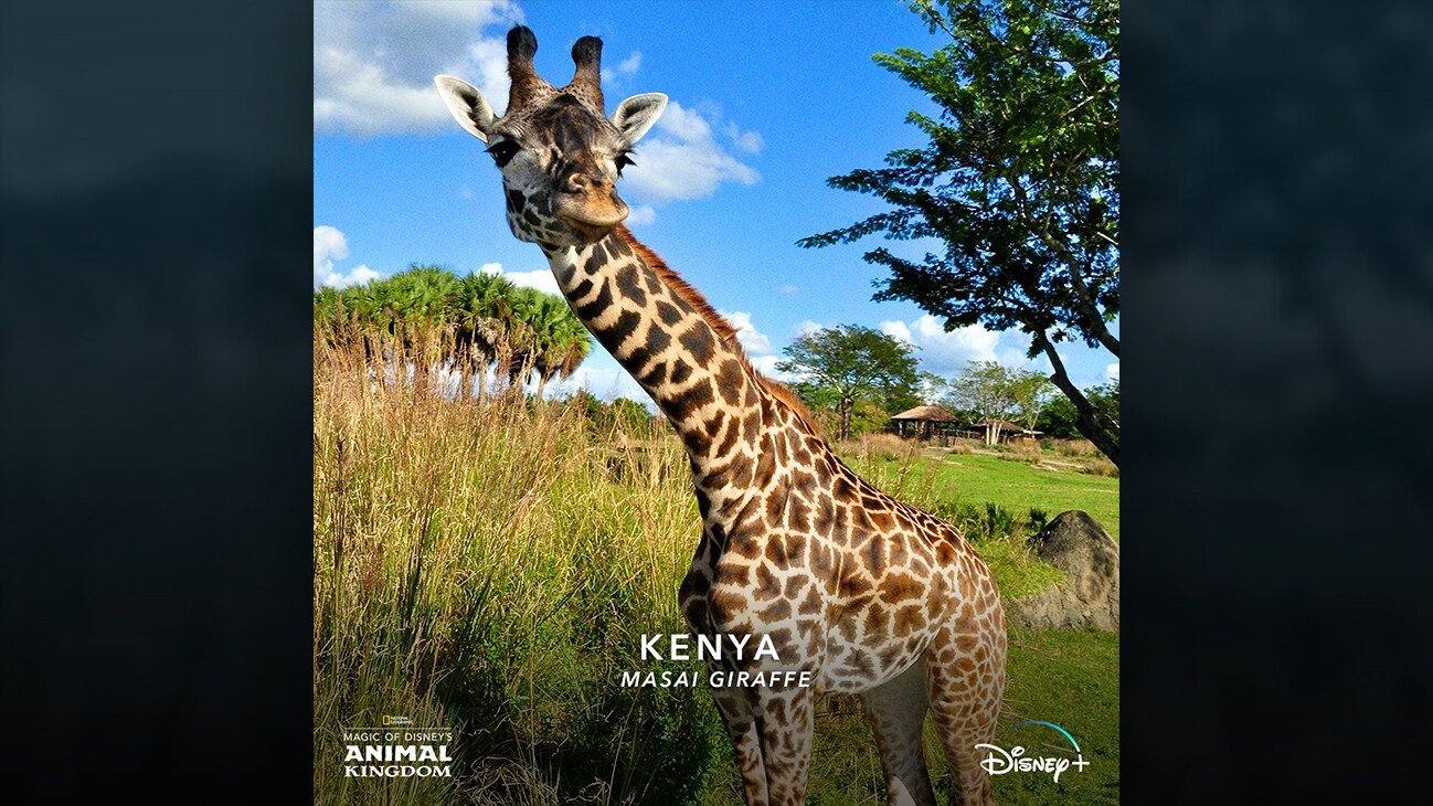 Kenya | Masai giraffe