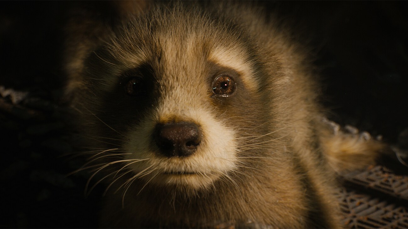 Baby Rocket (voiced by Bradley Cooper) in Marvel Studios' Guardians of the Galaxy Vol. 3. Photo courtesy of Marvel Studios. © 2023 MARVEL.	