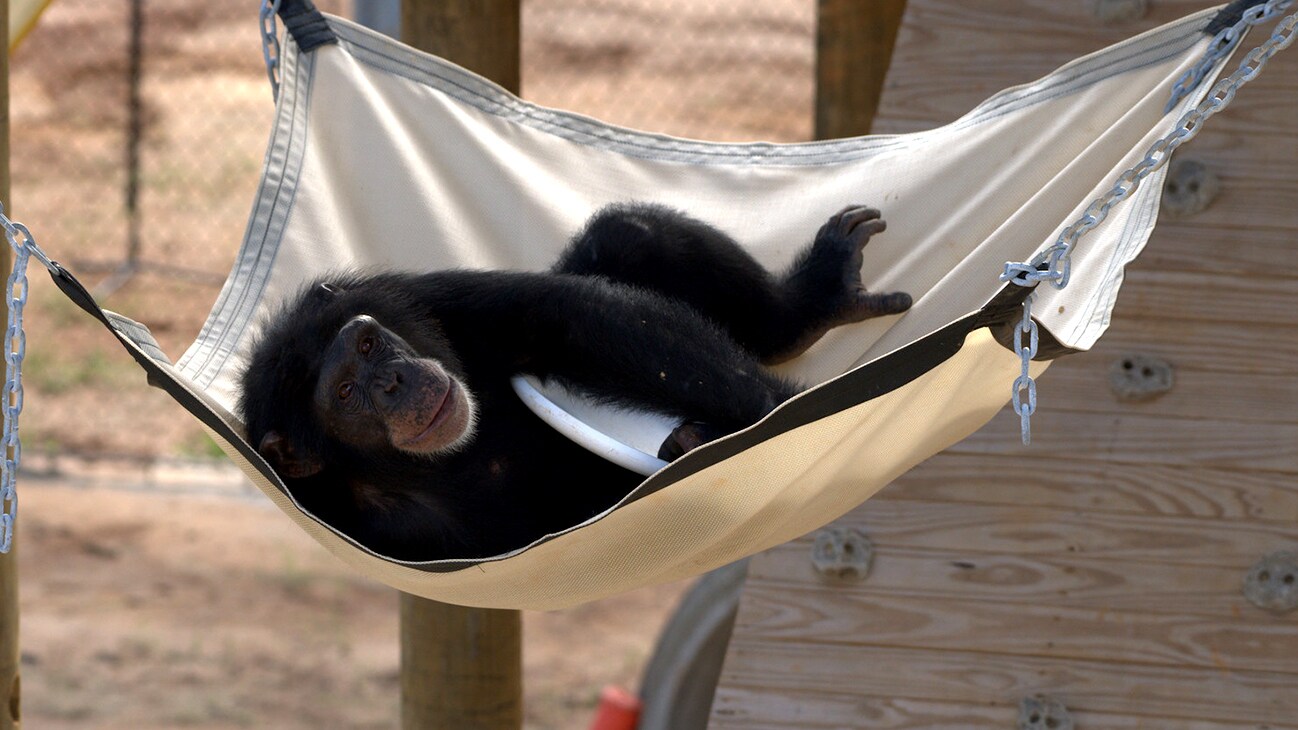 Keithville, Louisiana - "Riley resting in a hammock clutching a Frisbee. Riley is in 'Slim's Group'." (Karalee Scouten/Chimp Haven)