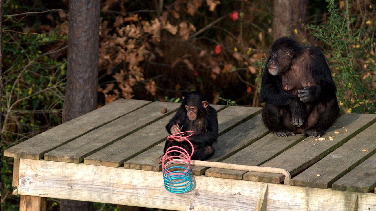 Carlee and Mum Passion on wooden platform in their forest habitat. Carlee playing with a slinky. Sara Soda's Group. (Nick Chapoy)