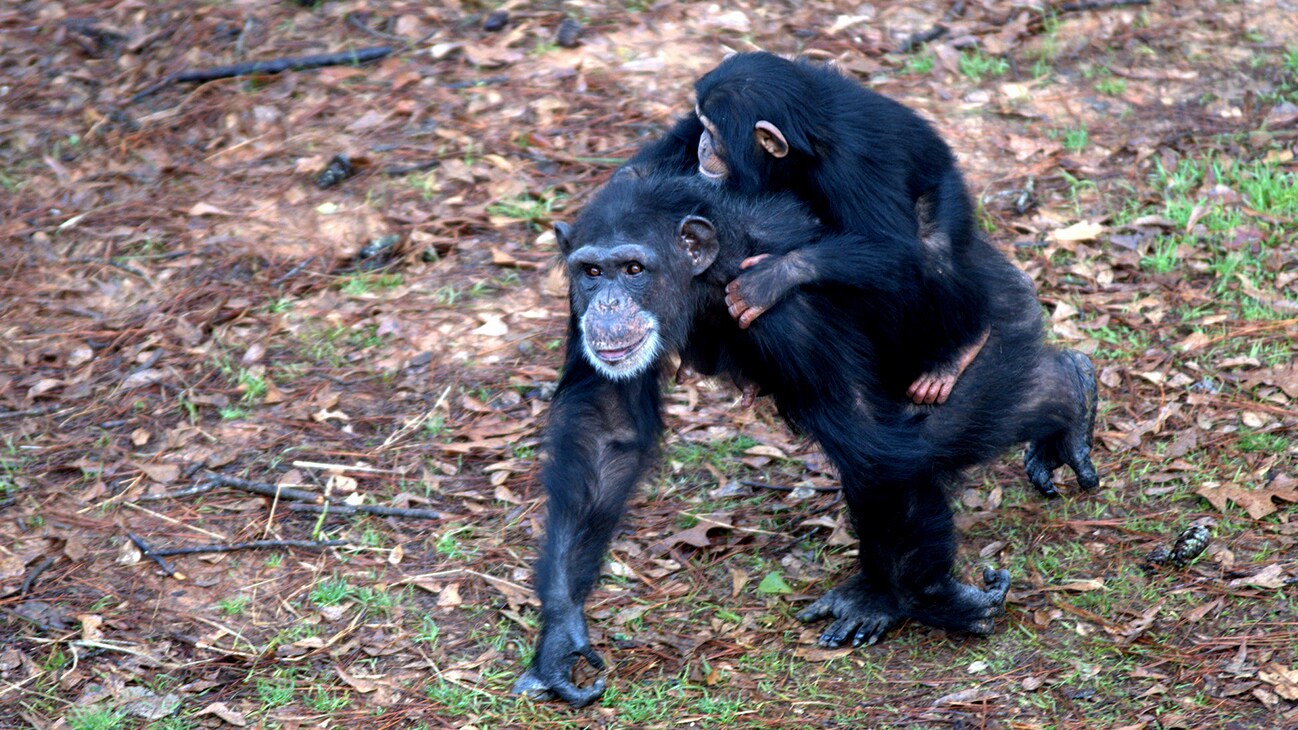 Carlee riding on Mom Passion's back in their forest habitat. Passion looks like she's smiling. Carlee is the youngest member of Sara Soda's Group. (Nick Chapoy)