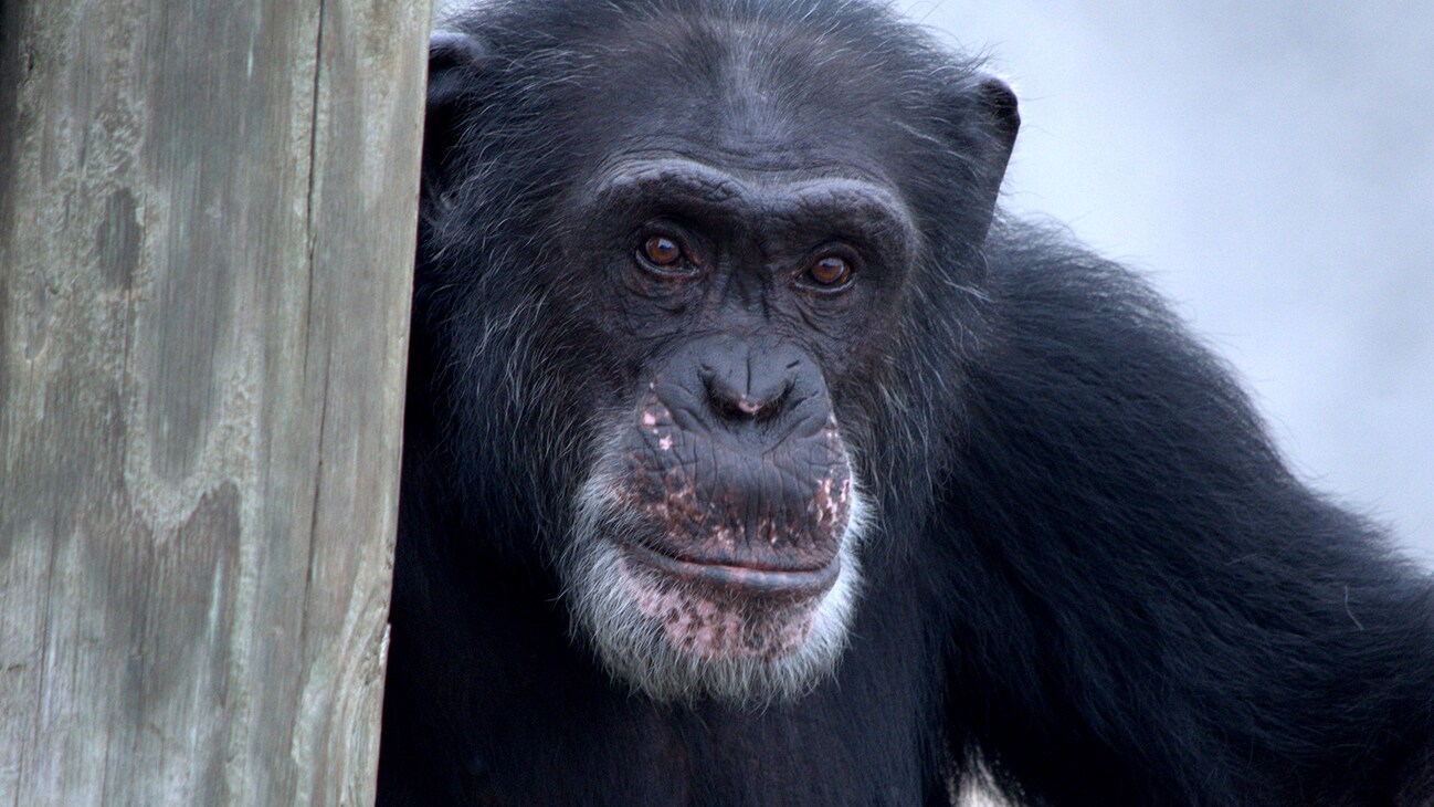 Henry, Donovan's Group. (Chimp Haven/Karalee Scouten)