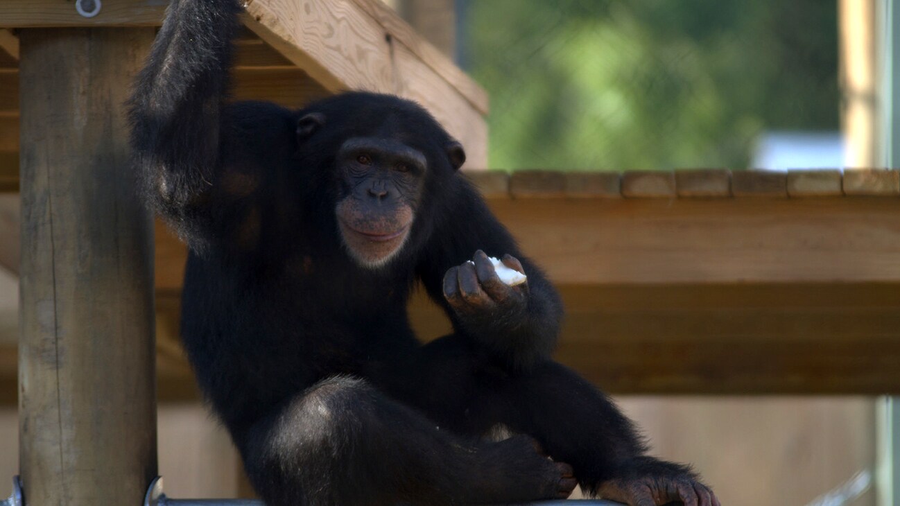 Riley on wooden platform eating. Slim's group. (Nicholas Chapoy)