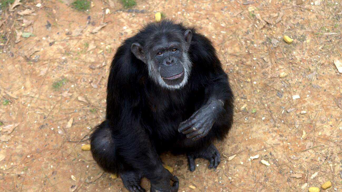 Maxi, one of the few females in Hugo’s group, looking up at camera. (Nicholas Chapoy)