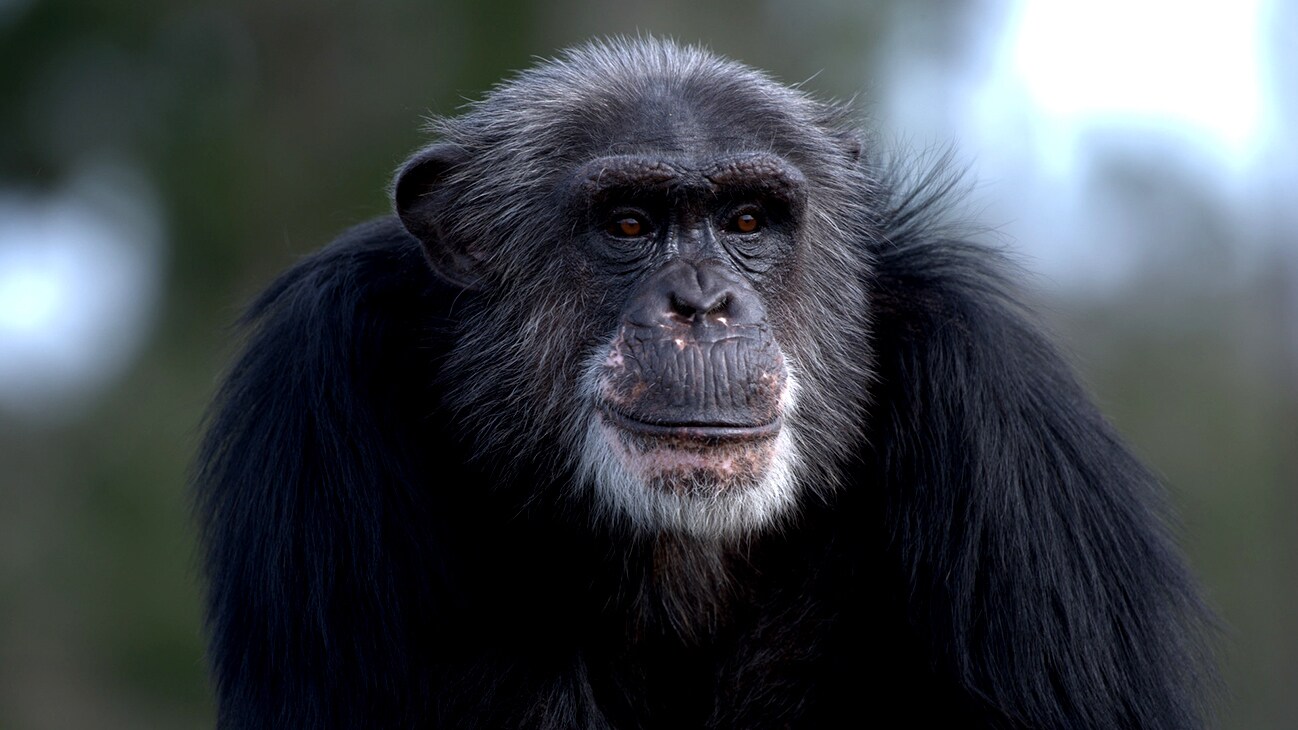 Close up of TJ. Spock’s group. (Chimp Haven)