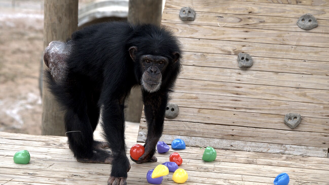 Onyx holding a red ball. Slims's group. (National Geographic/Virginia Quinn)