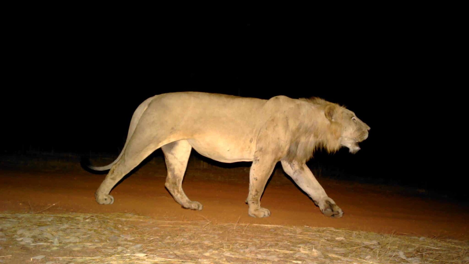 Photo of a lion walking at night.