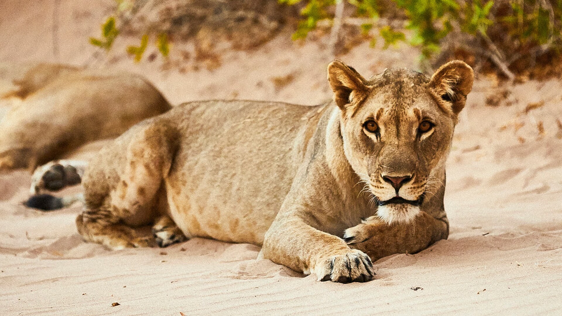 Photo of a lion in the wild.