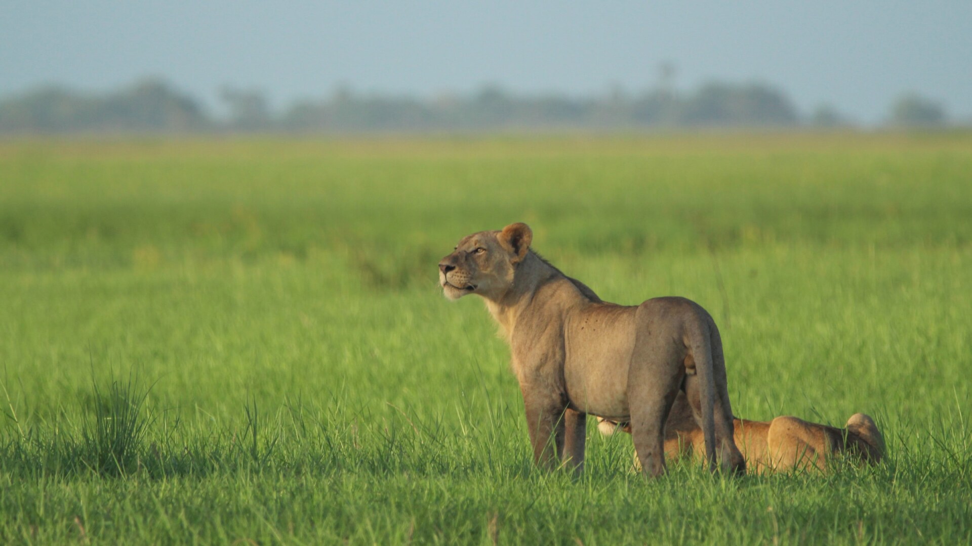 Photo of lions on a savanna.