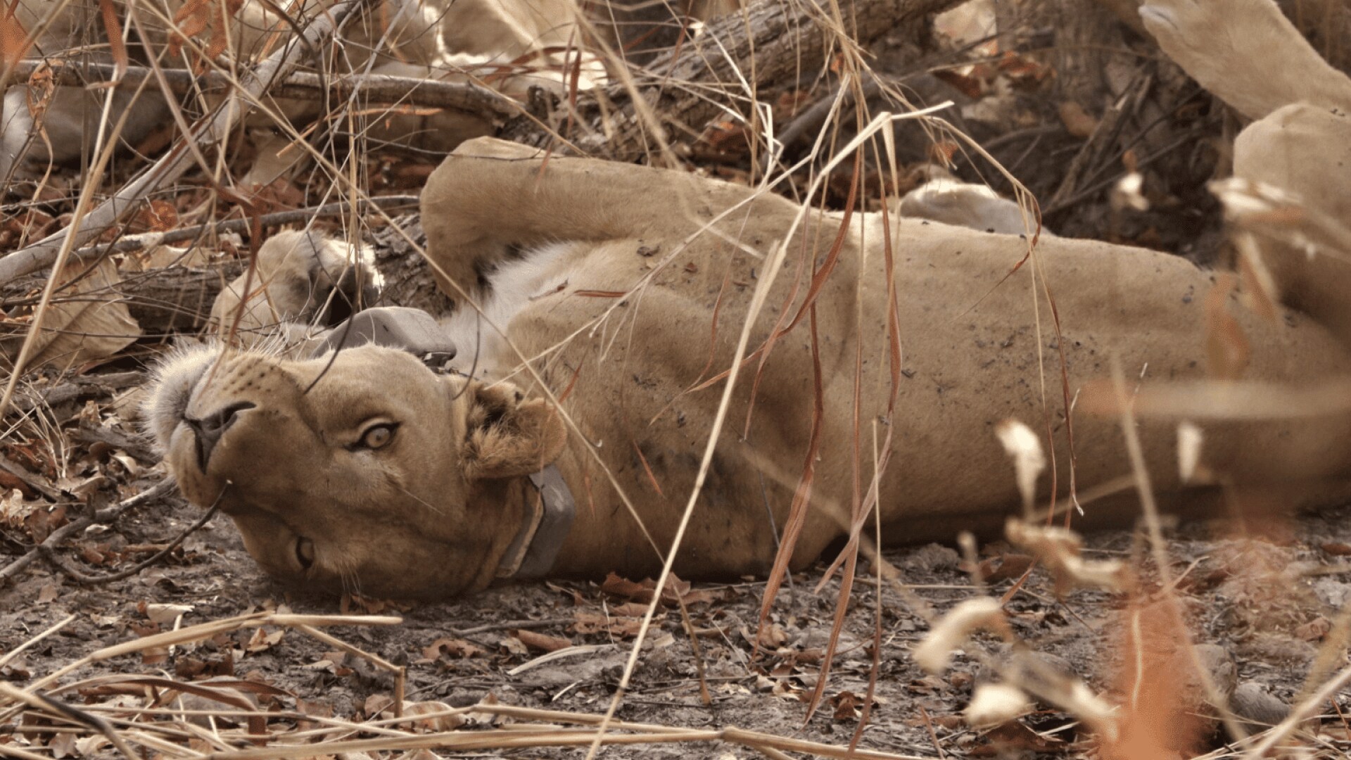 Photo of a lion lying on her back.