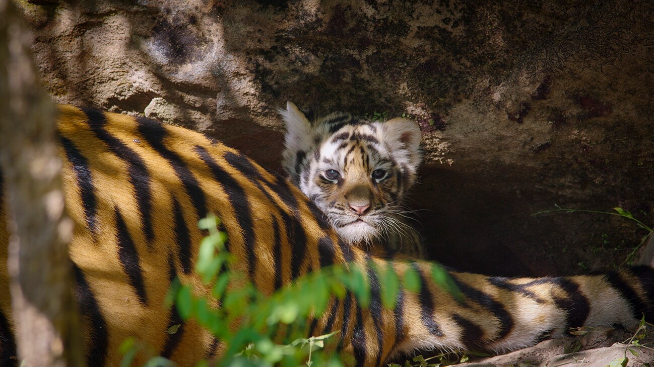 Disneynature’s TIGER - A tiger cub rests on mom's tail. Photo by Sam Stewart. ©2024 Disney Enterprises, Inc. All Rights Reserved.