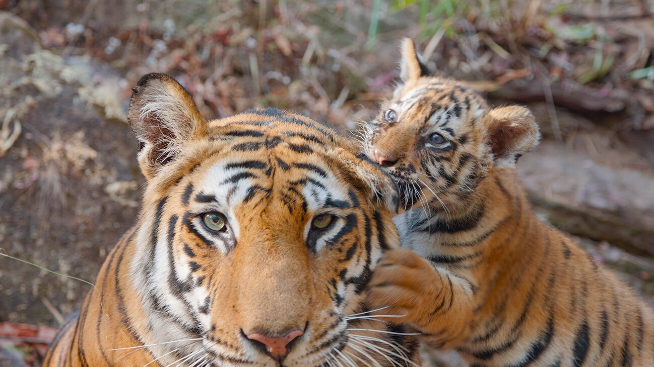 Disneynature’s TIGER - A tiger mom tries to relax while her cub tries to bite her ear. Photo by Tom Walker. ©2024 Disney Enterprises, Inc. All Rights Reserved.