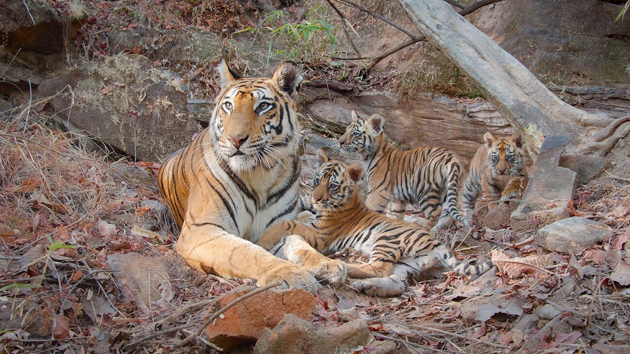 Disneynature’s TIGER - A tiger mom resting with her cubs. Photo by Tom Walker. ©2024 Disney Enterprises, Inc. All Rights Reserved.