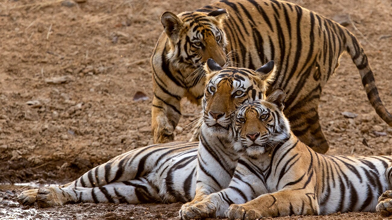 Disneynature’s TIGER - Tiger mum with sub adult cubs. Photo by Yashpal Rathore. ©2024 Disney Enterprises, Inc. All Rights Reserved.