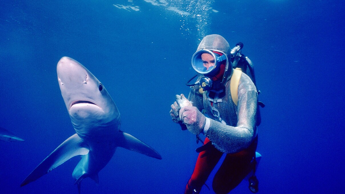 Os 16 documentários da NatGeo que todo amante de tubarões deve ver no Disney+