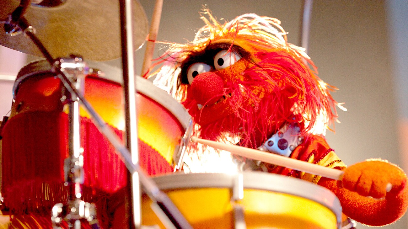 Animal sitting at a drum set