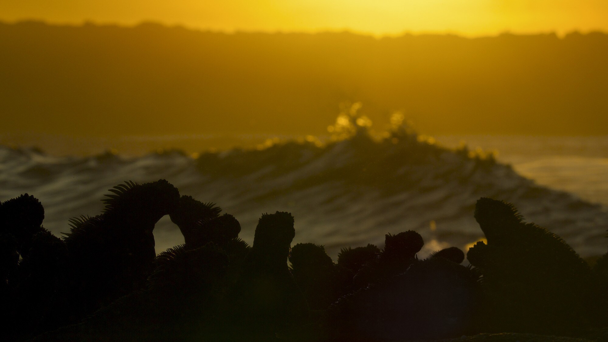 Marine Iguanas on a rock during sunset. (National Geographic for Disney+/Sam Stewart)