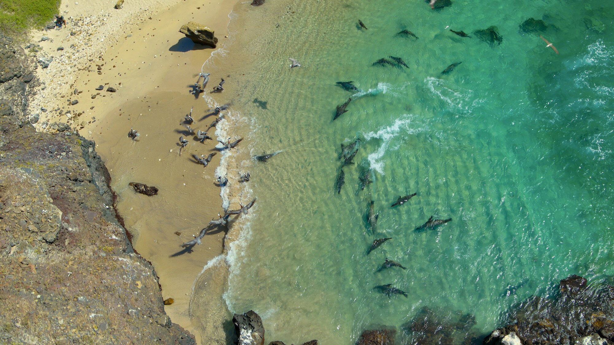Sea lions lying on the beach and swimming in the water. (National Geographic for Disney+/Bertie Gregory)
