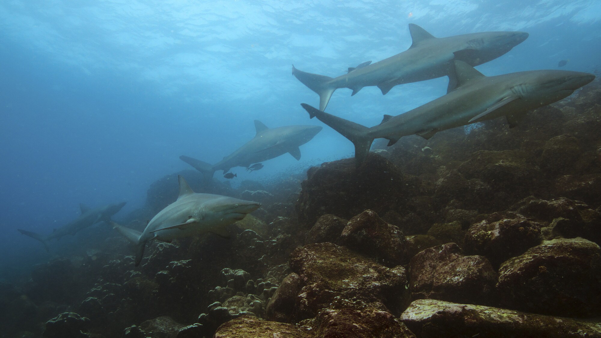 Five Galapagos sharks swimming over rocks. (National Geographic for Disney+/Bertie Gregory)