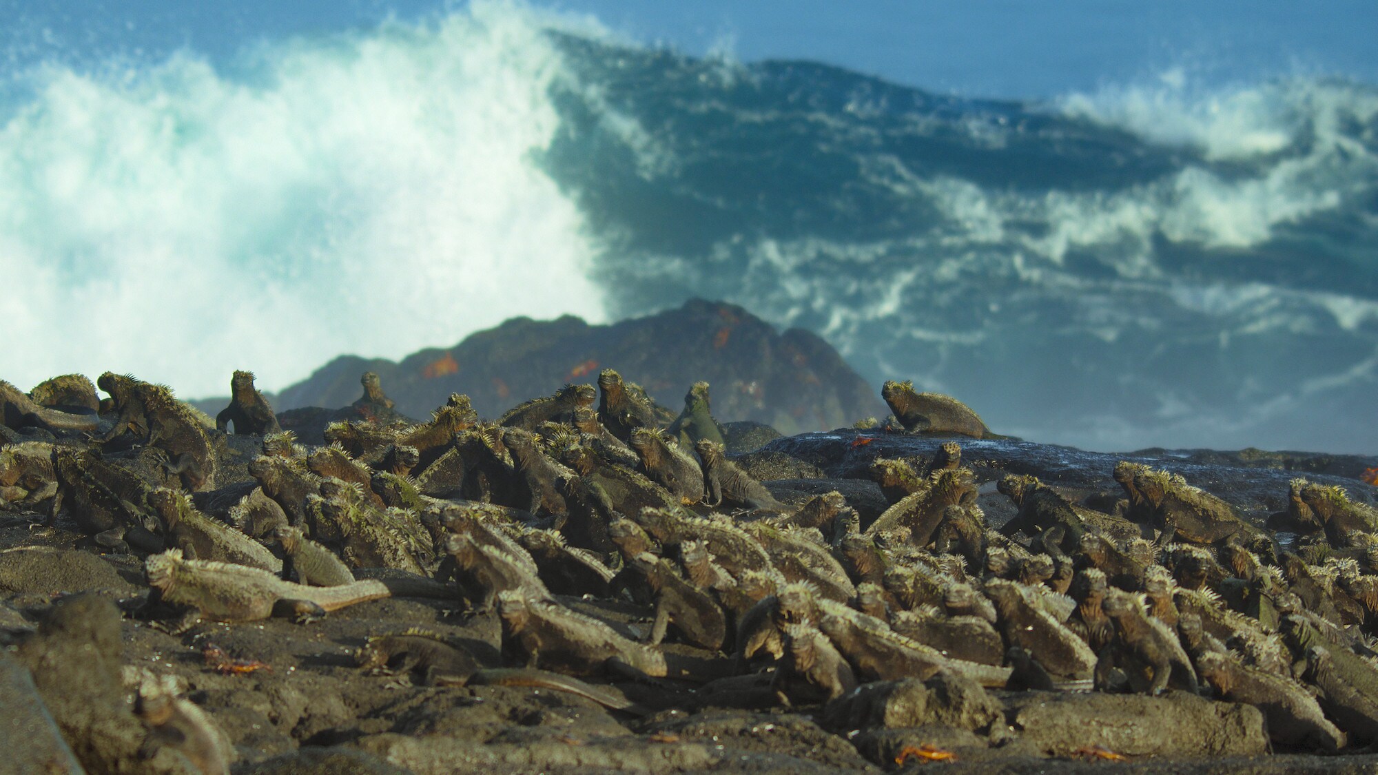 Large group shot of Marine iguanas basking on the rocks. (National Geographic for Disney+/Sam Stewart)