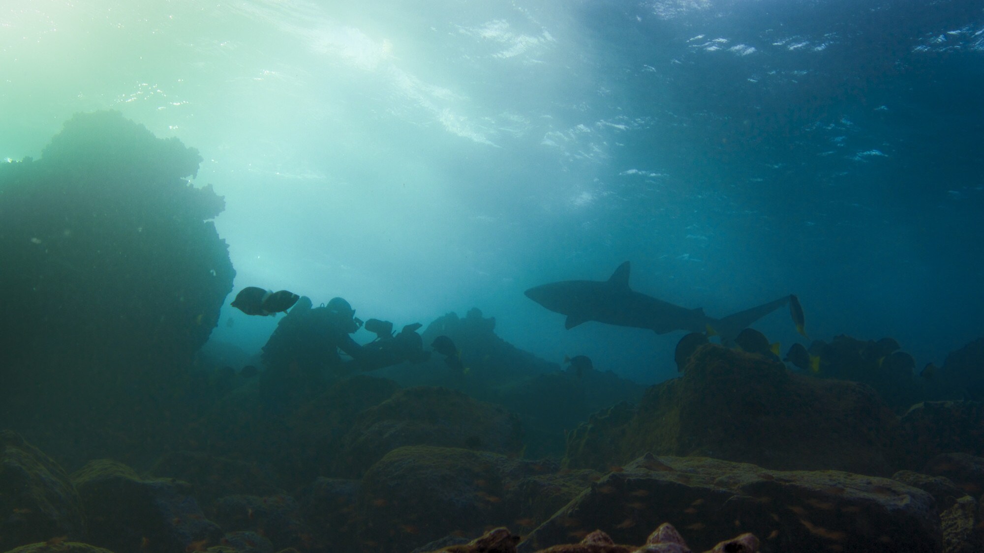Underwater, murky shot of Jeff Hester amongst the rocks filming a Galapagos Shark. (National Geographic for Disney+/Bertie Gregory)
