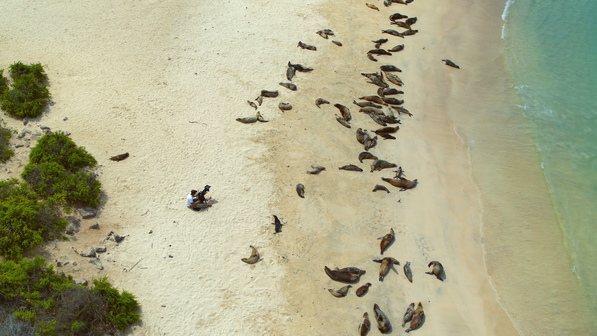 Bertie Gregory sitting on the beach filming a group of basking sea lions. (National Geographic for Disney+/Jeff Hester)