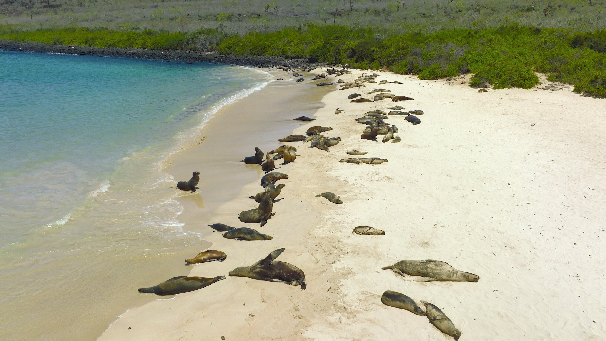 Group of sea lions sunbathing on a sandy beach. (National Geographic for Disney+/Jeff Hester)