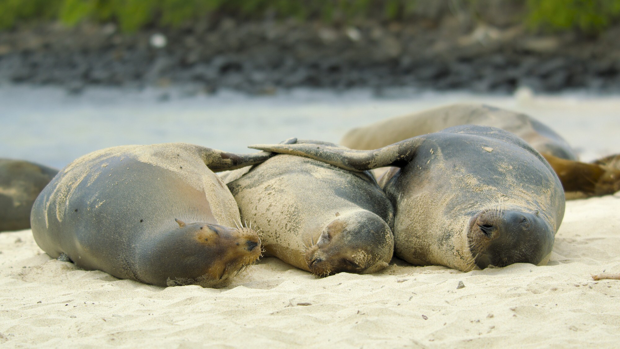 Three sea lions dozing in the sunshine. (National Geographic for Disney+/Bertie Gregory)
