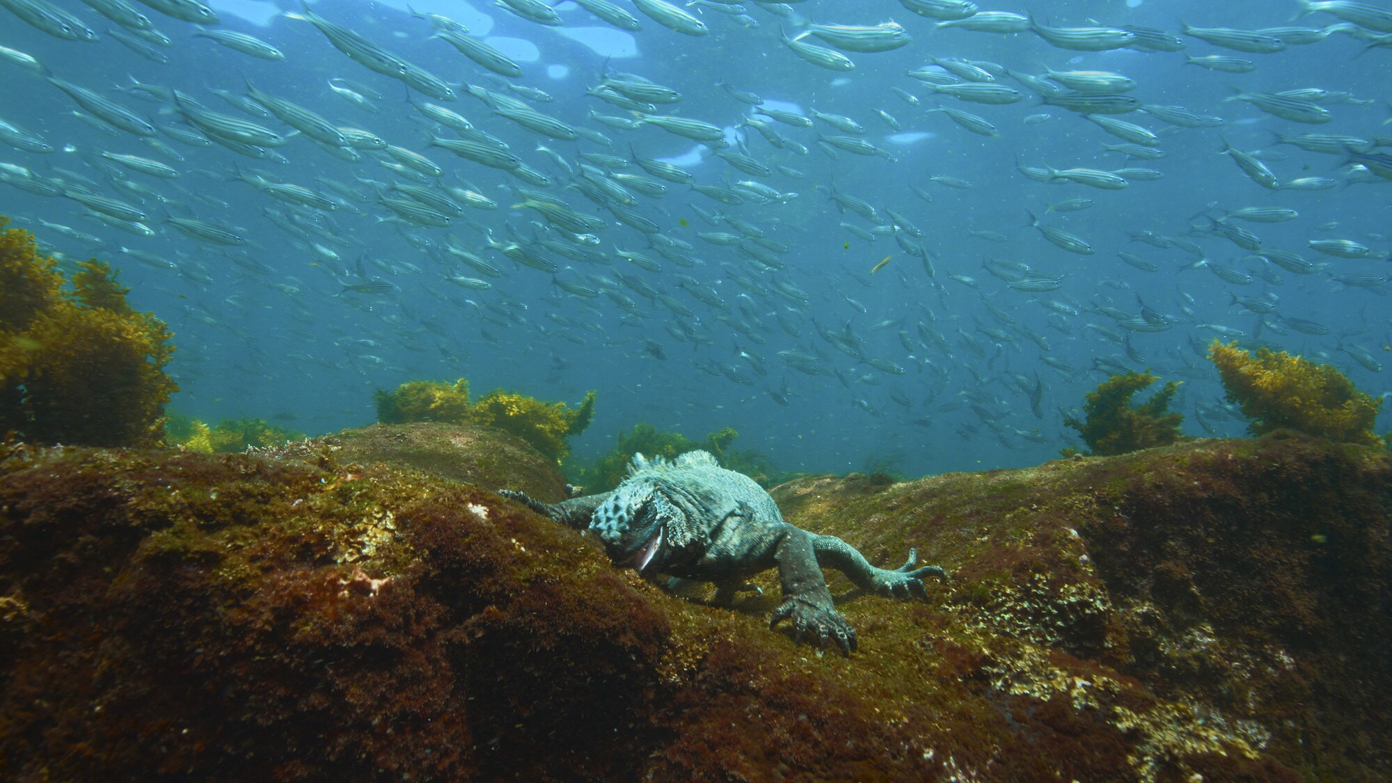 A Marine iguana on a rock underwater. (National Geographic for Disney+/Bertie Gregory)