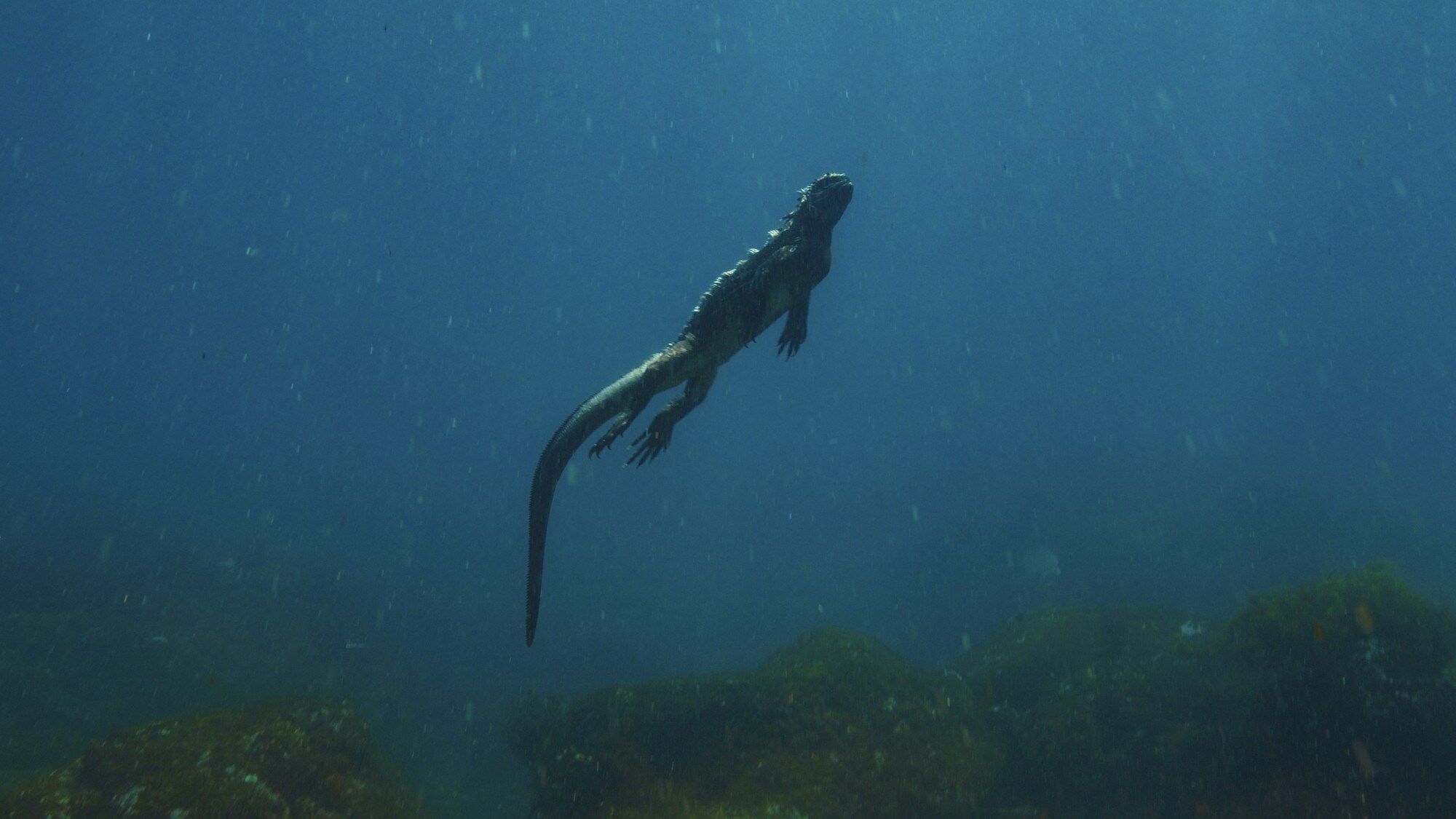 Underwater shot of a marine iguana swimming to the surface. (National Geographic for Disney+/Bertie Gregory)
