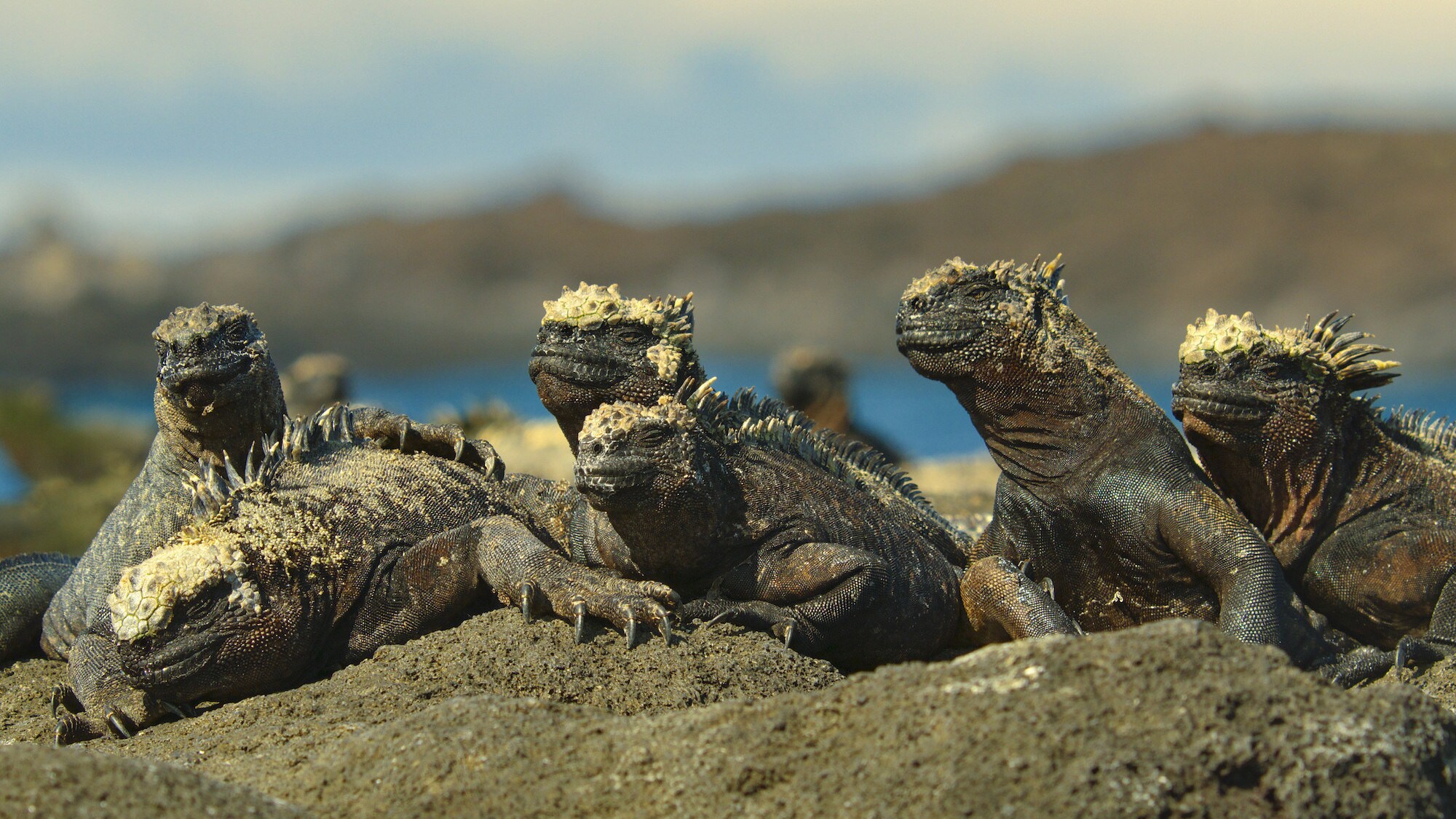 Group of marine iguanas basking in the sun on lava rocks. (National Geographic for Disney+/Sam Stewart)