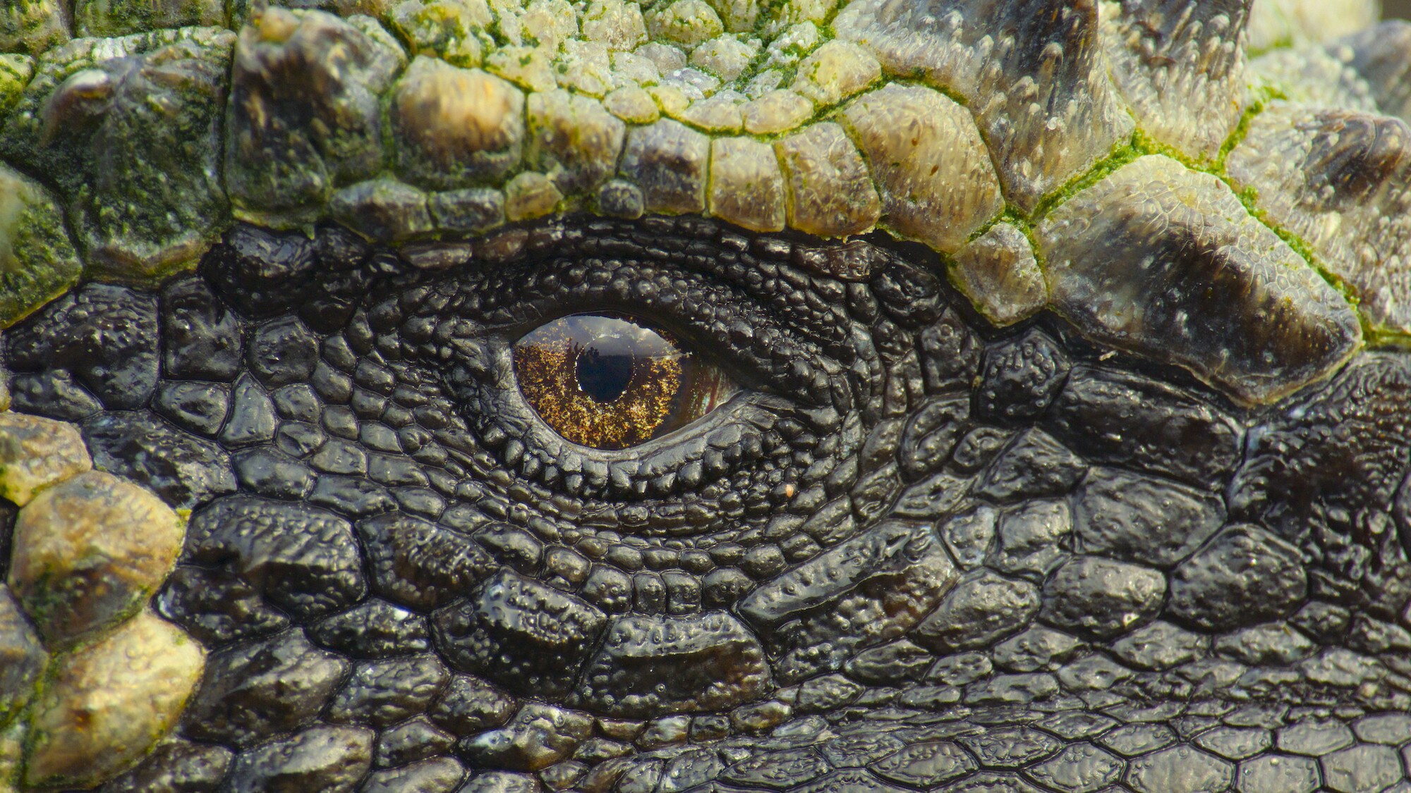 Close up of marine iguana eye. (National Geographic for Disney+/Bertie Gregory)
