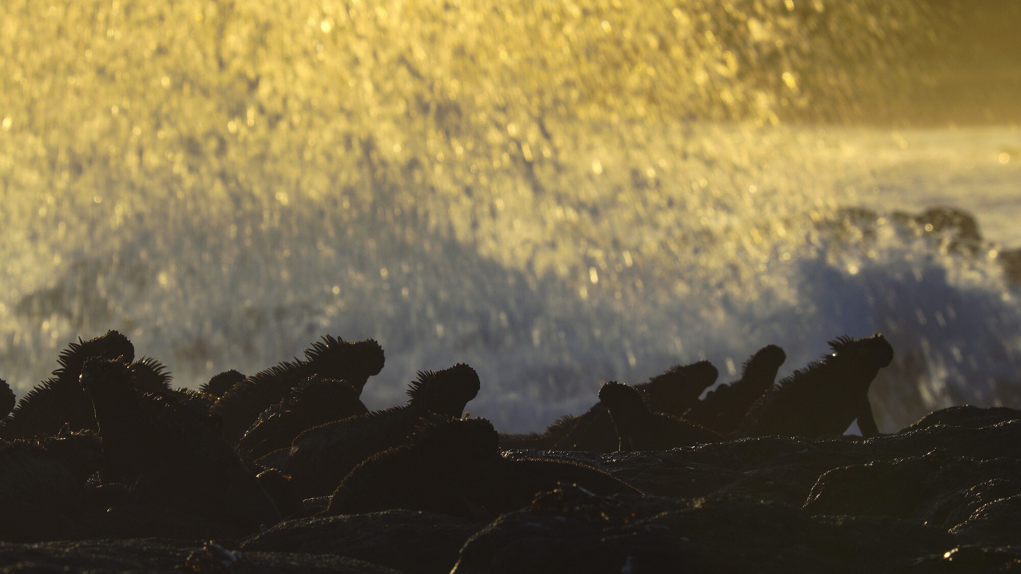 Group of marine iguanas on lava rocks as waves crash in the background. (National Geographic for Disney+/Jeff Hester)