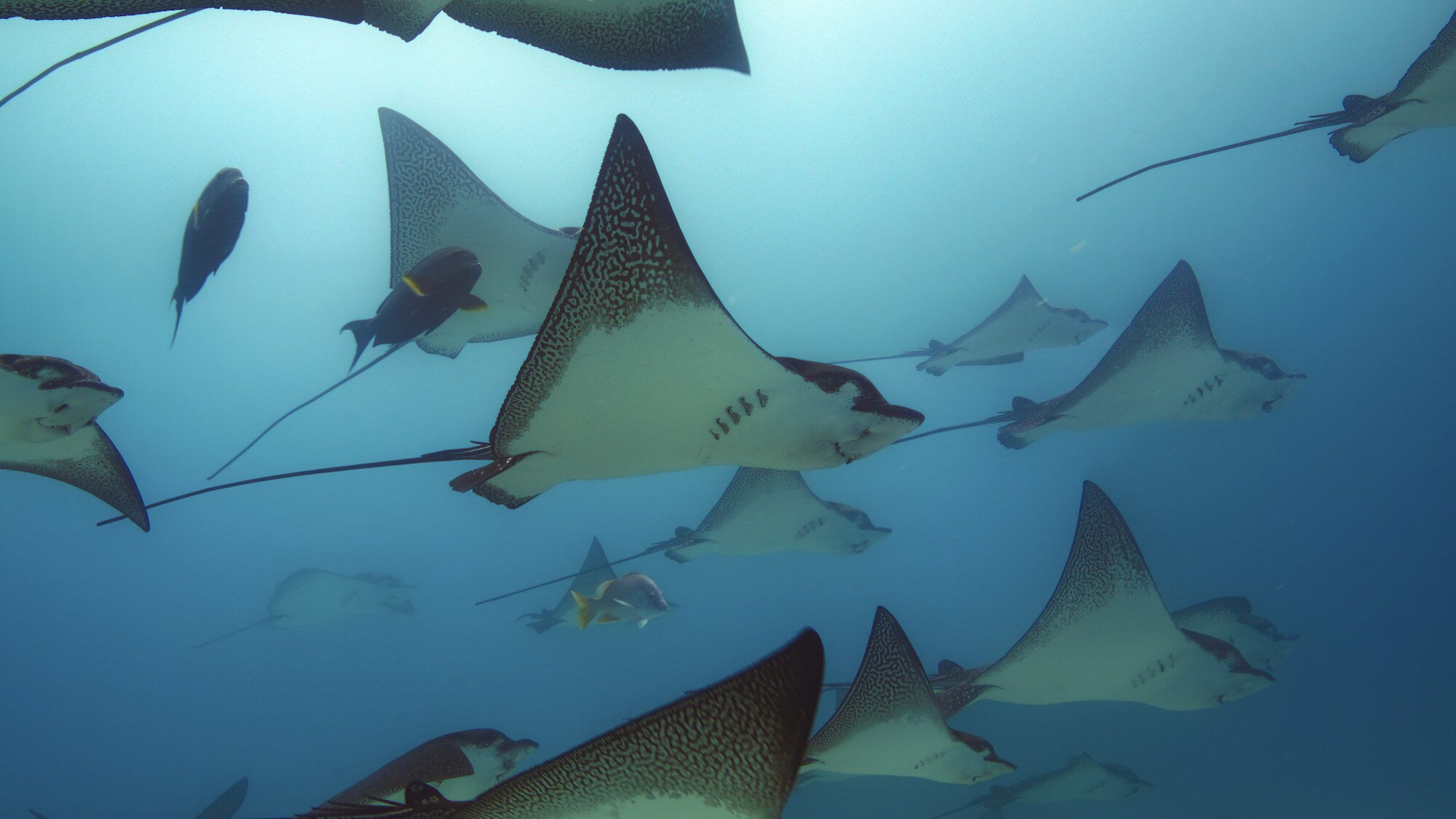 Underwater shot of Eagle Rays swimming. (National Geographic for Disney+/Bertie Gregory)