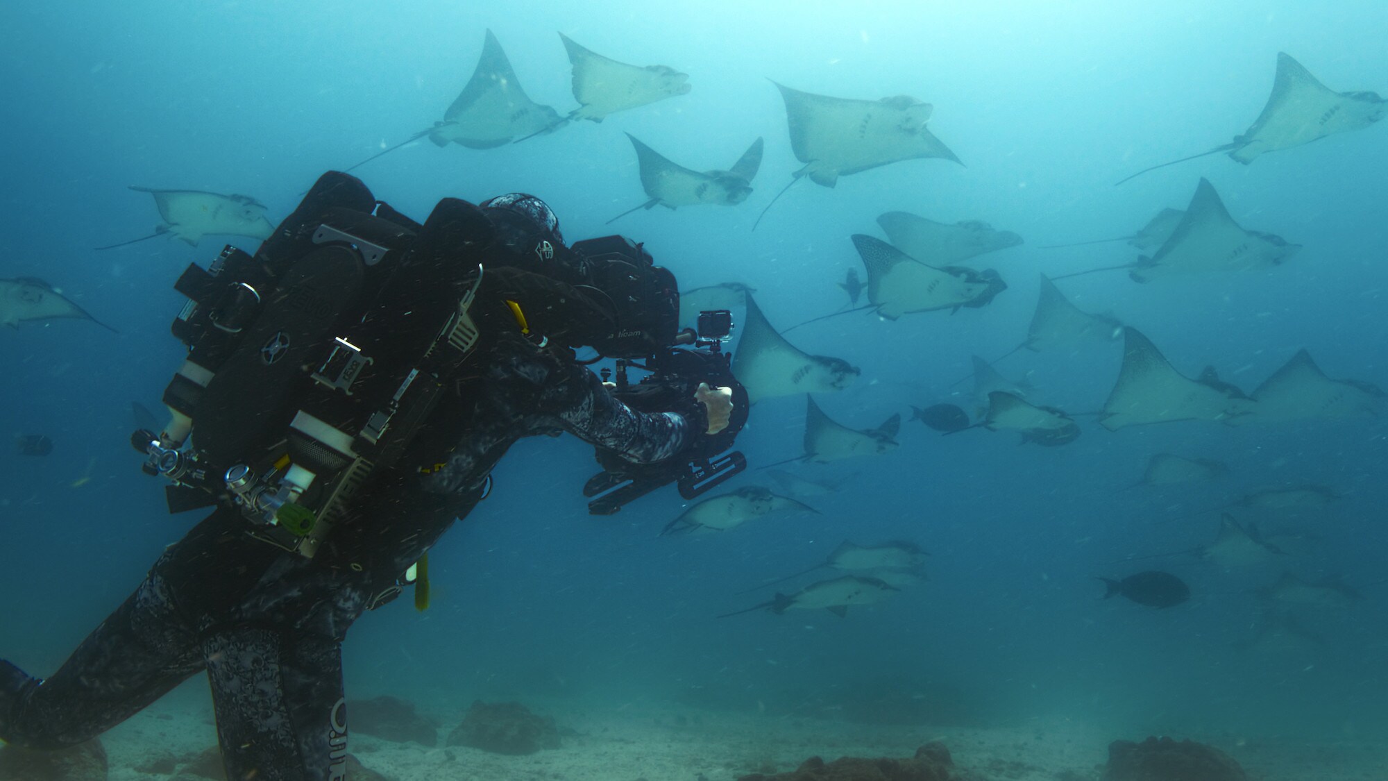 Underwater shot of Bertie Gregory filming Eagle Rays. (National Geographic for Disney+/Jeff Hester)