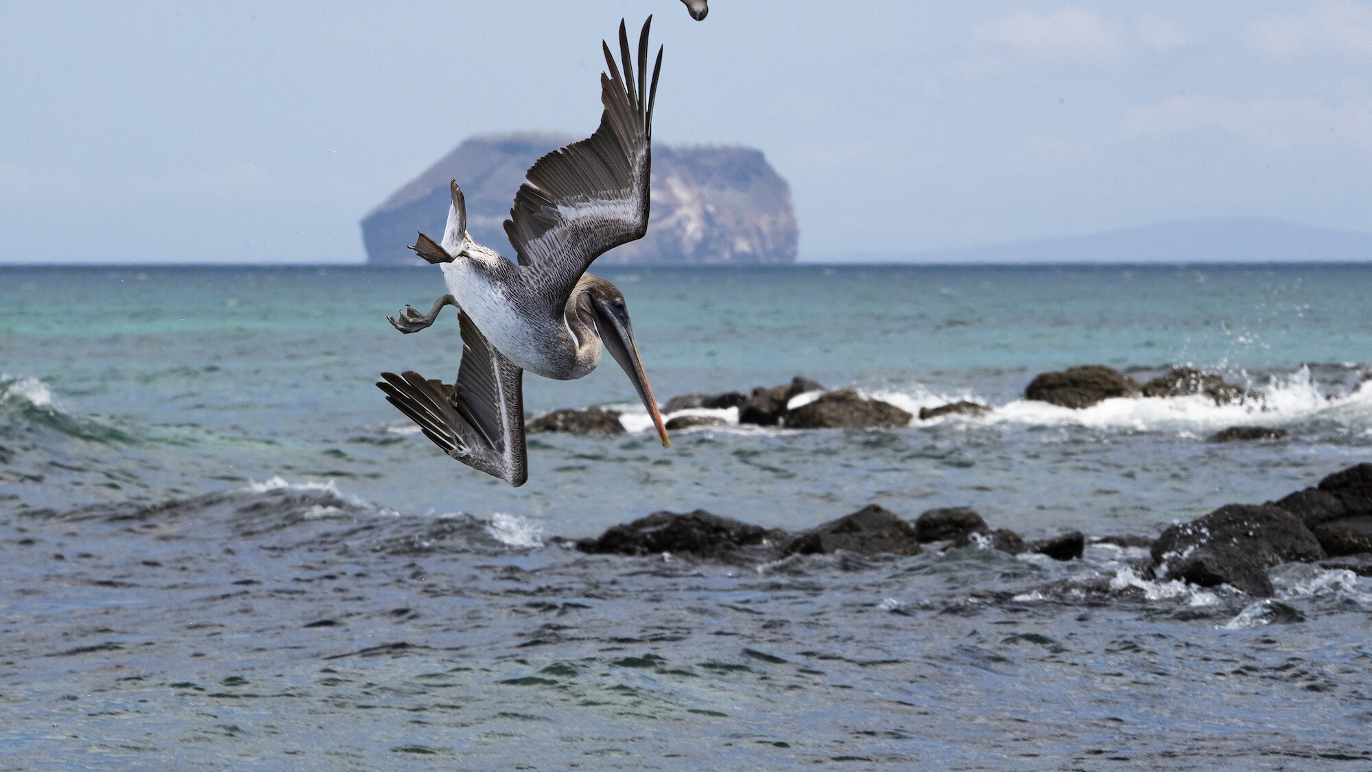 Brown Pelican preparing to dive into the ocean. (National Geographic for Disney+/James Brickell)