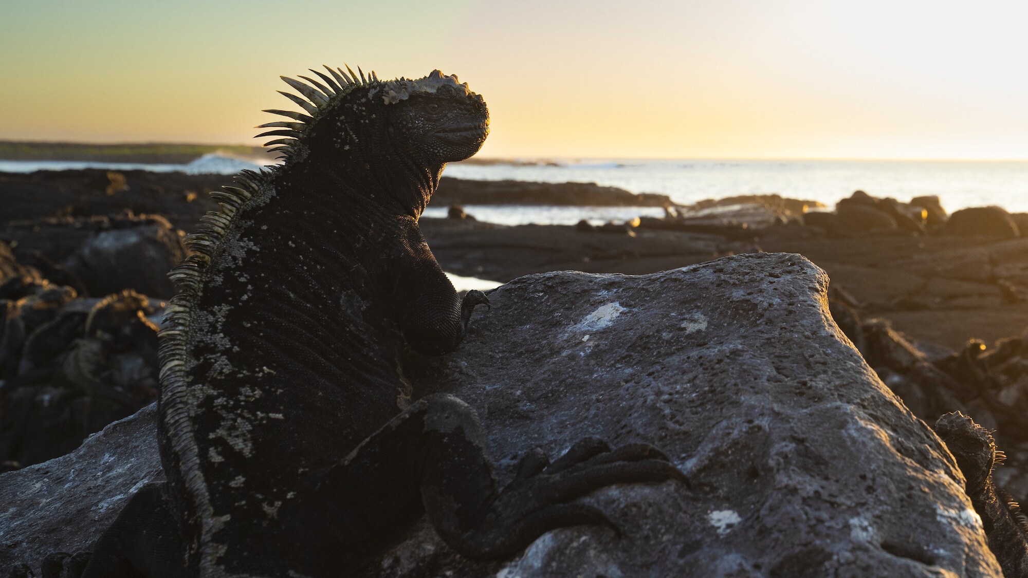 Marine Iguana basking on a lava rock on BainBridge Island(National Geographic for Disney+/James Brickell)